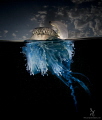   bluebottle cnidaria amazingly beautiful colony creatures. wanted demonstrate this careful lighting. creatures lighting  